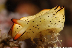 Elysia ornata. Picture taken at the pier in Dauin, Negros. by Anouk Houben 
